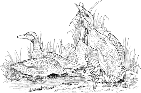 Mallard Wild Ducks Coloring Page